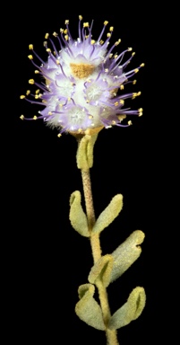 APII jpeg image of Newcastelia cephalantha  © contact APII