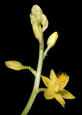 APII jpeg image of Bulbine semibarbata  © contact APII