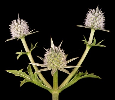 APII jpeg image of Eryngium pinnatifidum  © contact APII