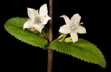 APII jpeg image of Myoporum oppositifolium  © contact APII