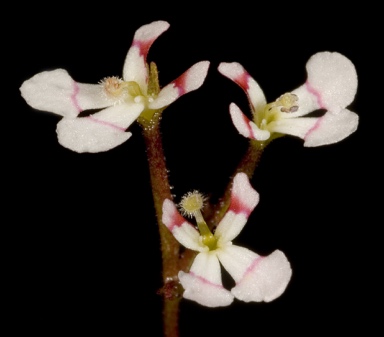 APII jpeg image of Stylidium utricularioides  © contact APII