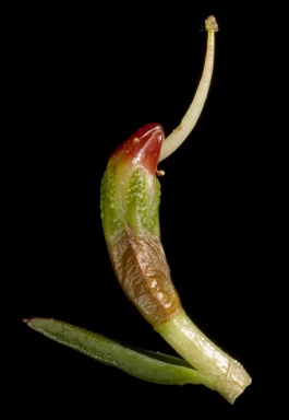 APII jpeg image of Darwinia hortiorum  © contact APII