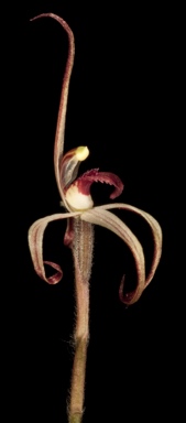 APII jpeg image of Caladenia drummondii  © contact APII