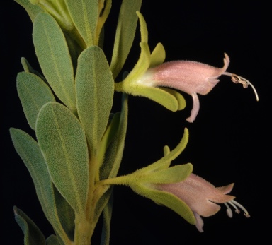 APII jpeg image of Eremophila forrestii subsp. forrestii  © contact APII