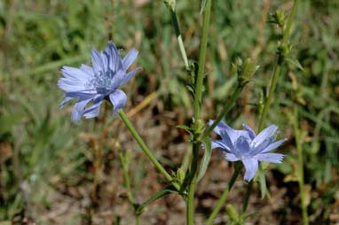 APII jpeg image of Cichorium intybus  © contact APII