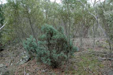 APII jpeg image of Callitris oblonga subsp. corangensis  © contact APII