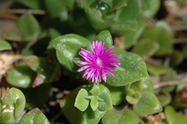 APII jpeg image of Aptenia cordifolia  © contact APII