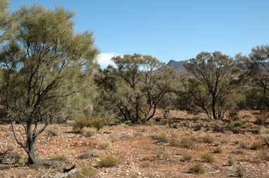 APII jpeg image of Casuarina pauper  © contact APII