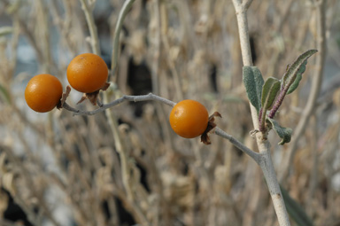 APII jpeg image of Solanum sturtianum  © contact APII