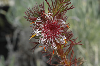 APII jpeg image of Isopogon asper  © contact APII