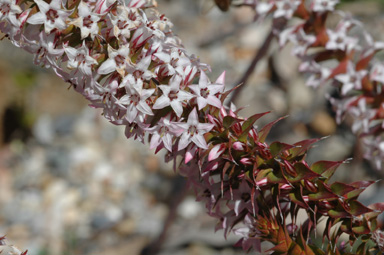 APII jpeg image of Richea acerosa  © contact APII