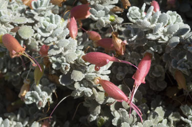 APII jpeg image of Eremophila hillii  © contact APII