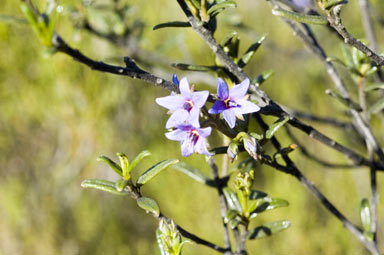 APII jpeg image of Halgania andromedifolia  © contact APII