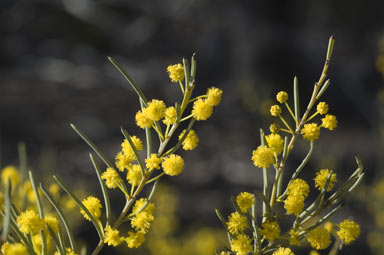 APII jpeg image of Acacia mutabilis subsp. angustifolia  © contact APII