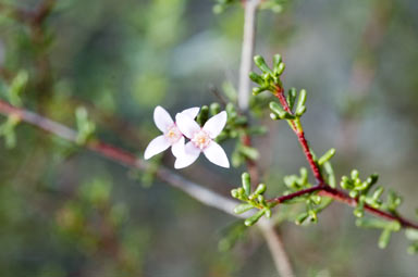 APII jpeg image of Boronia inornata subsp. leptophylla  © contact APII