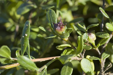 APII jpeg image of Dodonaea ceratocarpa  © contact APII