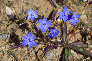 APII jpeg image of Chamaescilla corymbosa var. corymbosa  © contact APII