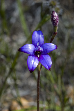 APII jpeg image of Elythranthera brunonis  © contact APII