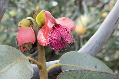 APII jpeg image of Eucalyptus tetraptera  © contact APII