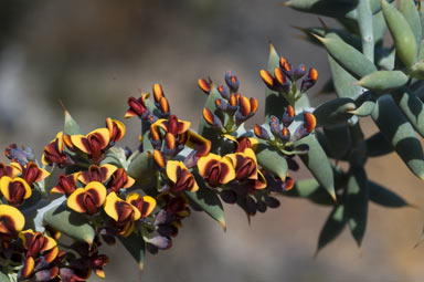 APII jpeg image of Daviesia pachyphylla  © contact APII