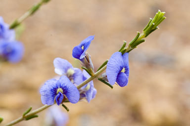 APII jpeg image of Mirbelia floribunda  © contact APII