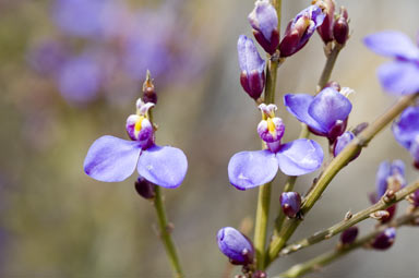 APII jpeg image of Comesperma scoparium  © contact APII