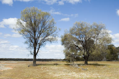 APII jpeg image of Allocasuarina huegeliana  © contact APII