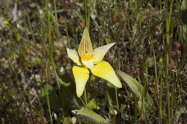 APII jpeg image of Caladenia flava  © contact APII