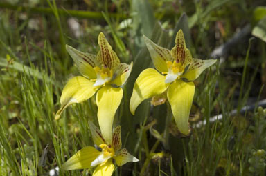 APII jpeg image of Caladenia flava  © contact APII