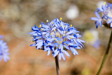 APII jpeg image of Brunonia australis  © contact APII