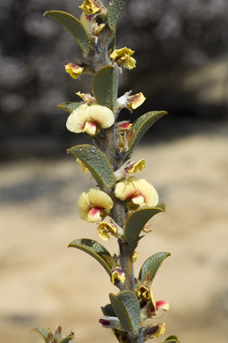 APII jpeg image of Mirbelia seorsifolia  © contact APII