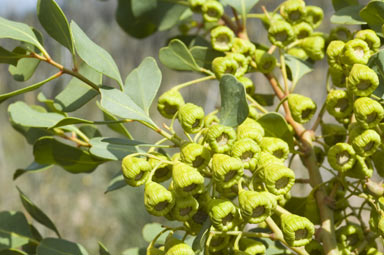 APII jpeg image of Codonocarpus cotinifolius  © contact APII