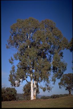 APII jpeg image of Eucalyptus mannifera  © contact APII