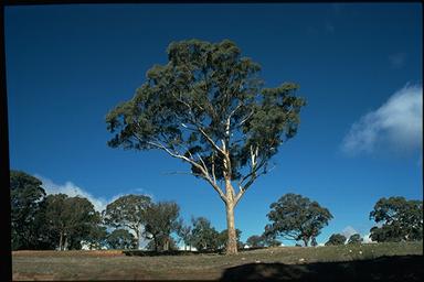 APII jpeg image of Eucalyptus melliodora  © contact APII