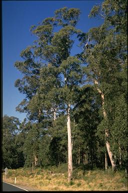 APII jpeg image of Eucalyptus nobilis  © contact APII