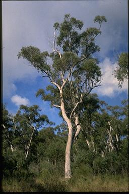 APII jpeg image of Eucalyptus olida  © contact APII