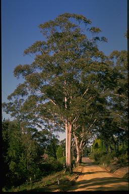 APII jpeg image of Eucalyptus oreades  © contact APII