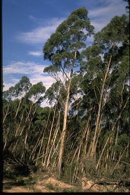 APII jpeg image of Eucalyptus paliformis  © contact APII