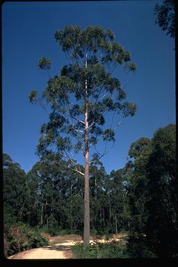 APII jpeg image of Eucalyptus pyrocarpa  © contact APII