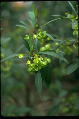 APII jpeg image of Dodonaea triquetra  © contact APII