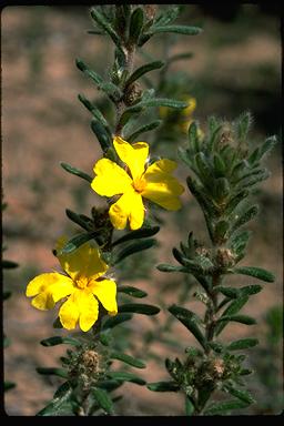 APII jpeg image of Hibbertia sericea  © contact APII