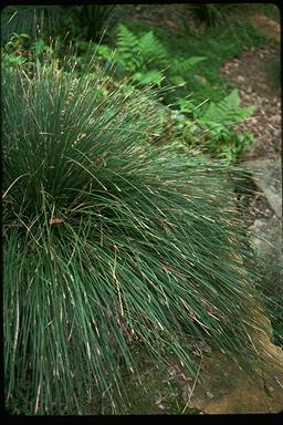 APII jpeg image of Lomandra fluviatilis  © contact APII