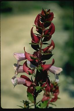 APII jpeg image of Prostanthera magnifica  © contact APII