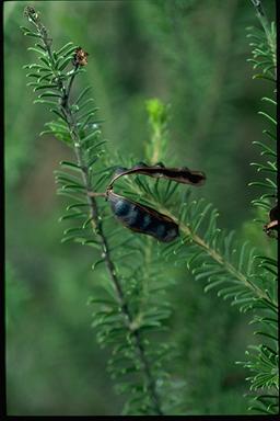 APII jpeg image of Acacia gordonii  © contact APII