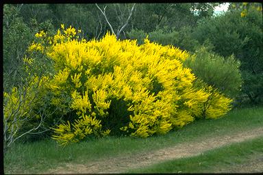 APII jpeg image of Acacia imbricata  © contact APII