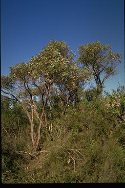 APII jpeg image of Eucalyptus notabilis  © contact APII