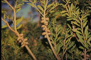 APII jpeg image of Melaleuca deanei  © contact APII