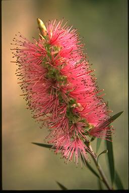 APII jpeg image of Melaleuca sp. nov. Megalong Valley  © contact APII