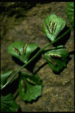 APII jpeg image of Asplenium flabellifolium  © contact APII