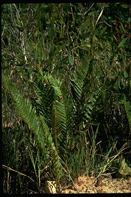 APII jpeg image of Blechnum indicum  © contact APII